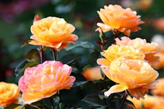 Peace Rose Bush