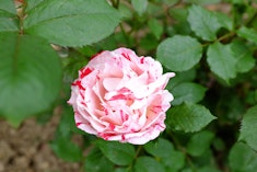 Scentimental Rose Closeup of Scentimental Rose