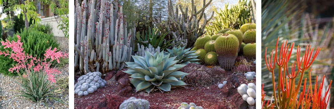 3 images: Red Yucca, a variety of cacti and succulents, and fire stick cactus