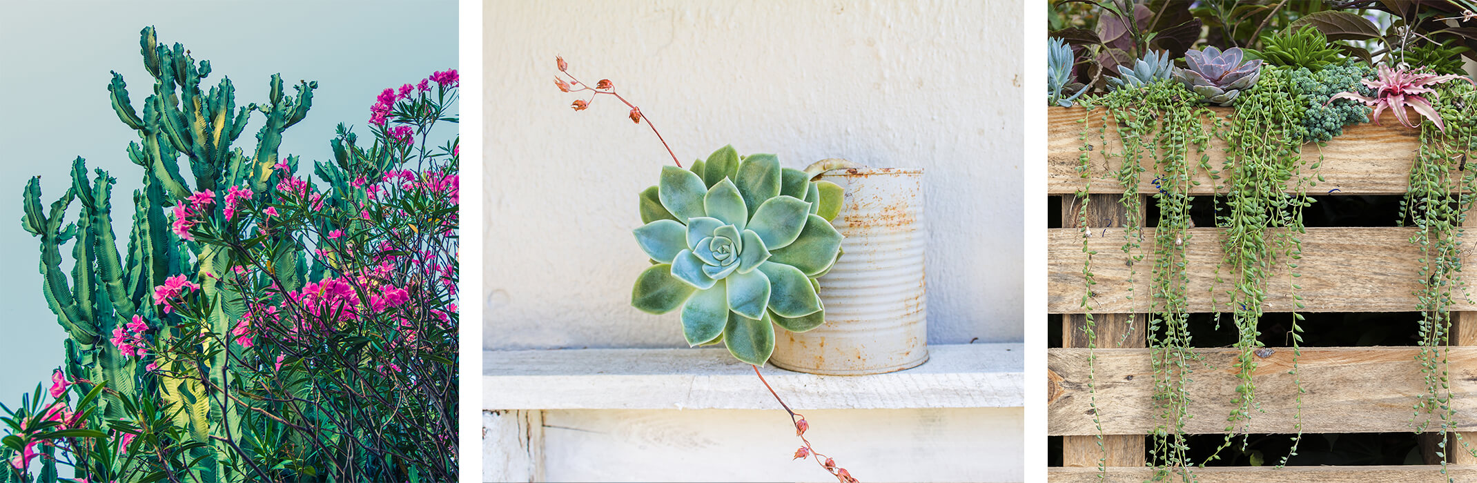 3 images: cactus plant against wall with another plant with purple flowers, a blooming succulent in a white pot on a shelf, and a variety of succulents planted in a wooden vertical planter