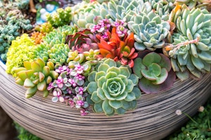 A striped pot filled with a wide variety of colorful succulent plants