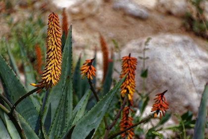 An agave plant in bloom in a desert landscape