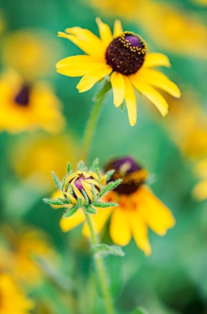 Yellow black-eyed Susan conflowers up close
