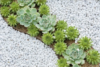 A wavy succulent and white rock border in landscape