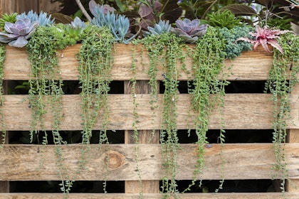 A variety of succulents growing in a vertical wooden planter outside