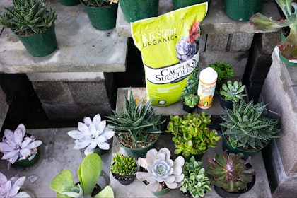 A variety of succulent plants, and a bag of EB Stone Organics Cactus & Succulent soil, and a container of Cactus Juice fertilizer