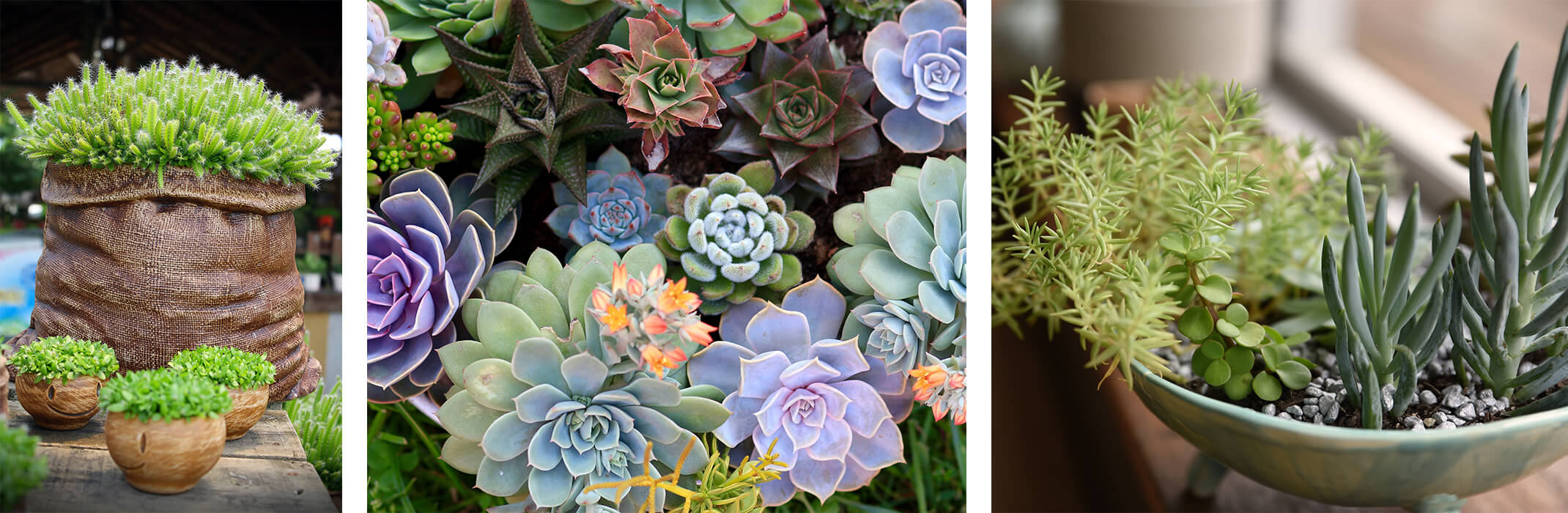 3 images: Succulents in a ceramic pot that looks like a paper bag and other pots, a wide variety of colorful succulents, and a few succulent varieties planted in a light sage green bowl near a window