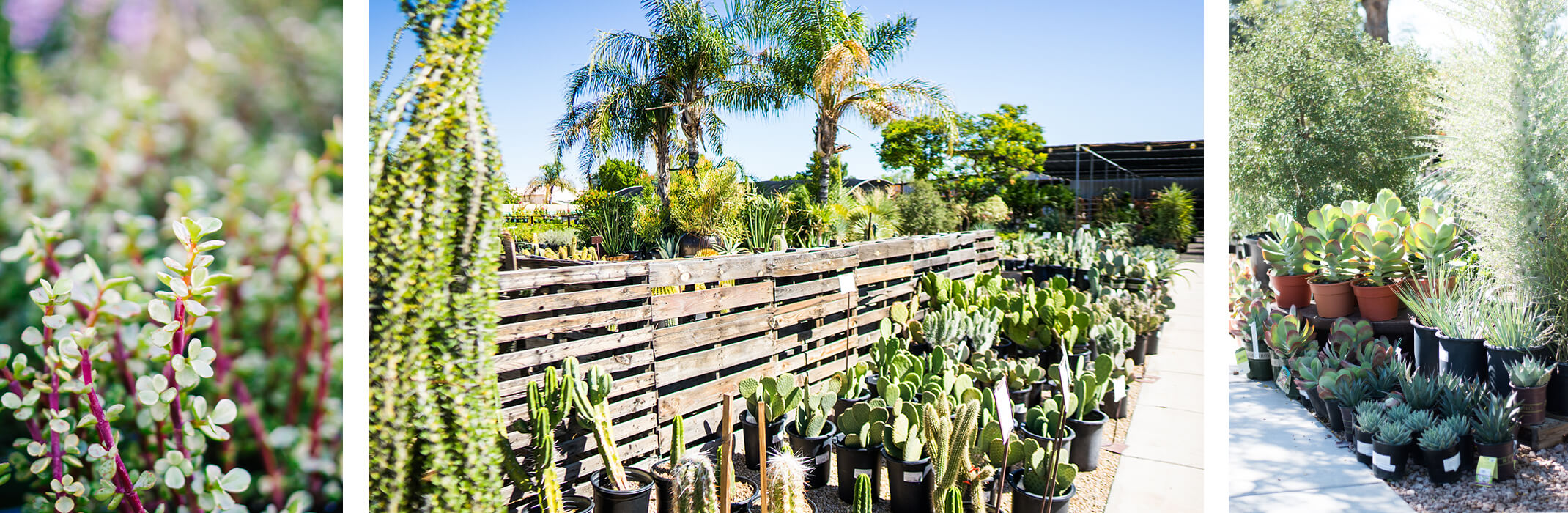 3 images: Elephants Ear Succulent, A variety of cacti plants at SummerWinds, and a variety of succulent plants at SummerWinds