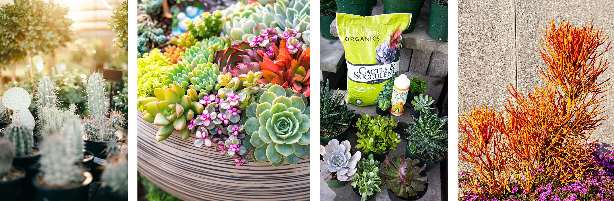 4 Images: a variety of cacti, a variety of colorful potted succulents, a variety of succulents on display with a bag of EB Stone Organics Cactus & Succulent Potting Soil and Cactus Juice Fertilizer, and orange Firestick succulents near purple plant