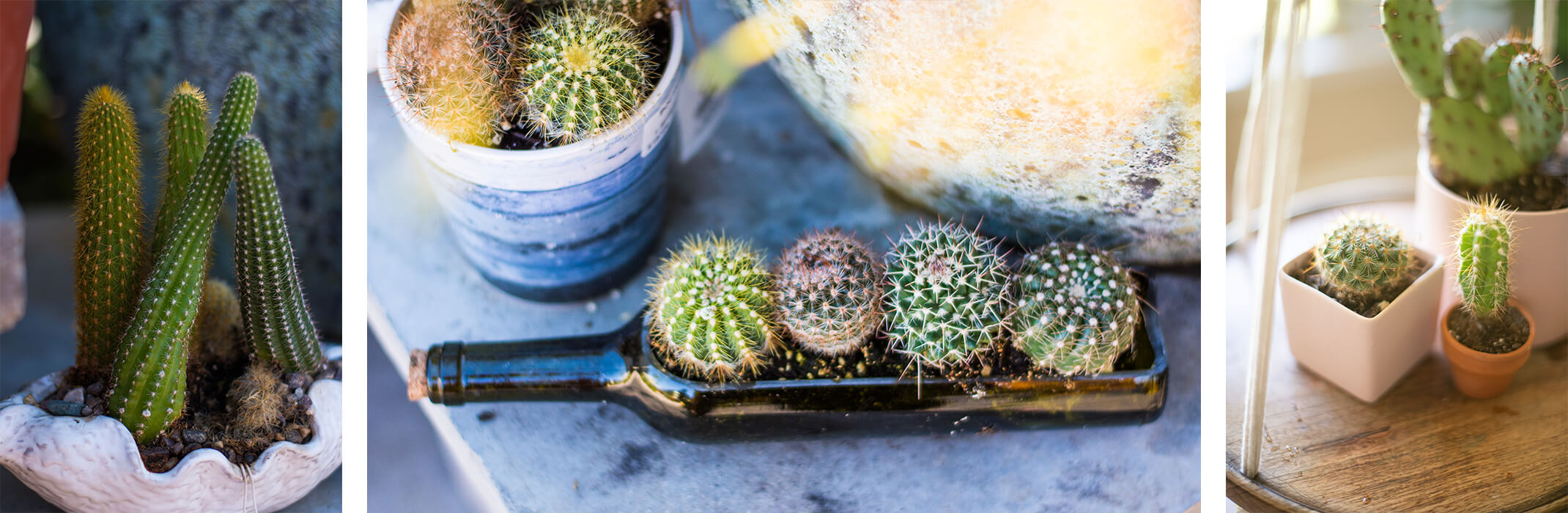 3 images: cacti growing in wavy pot, cacti growing in round pot and in a wine bottle planter, and cacti growing in square and round pots indoors