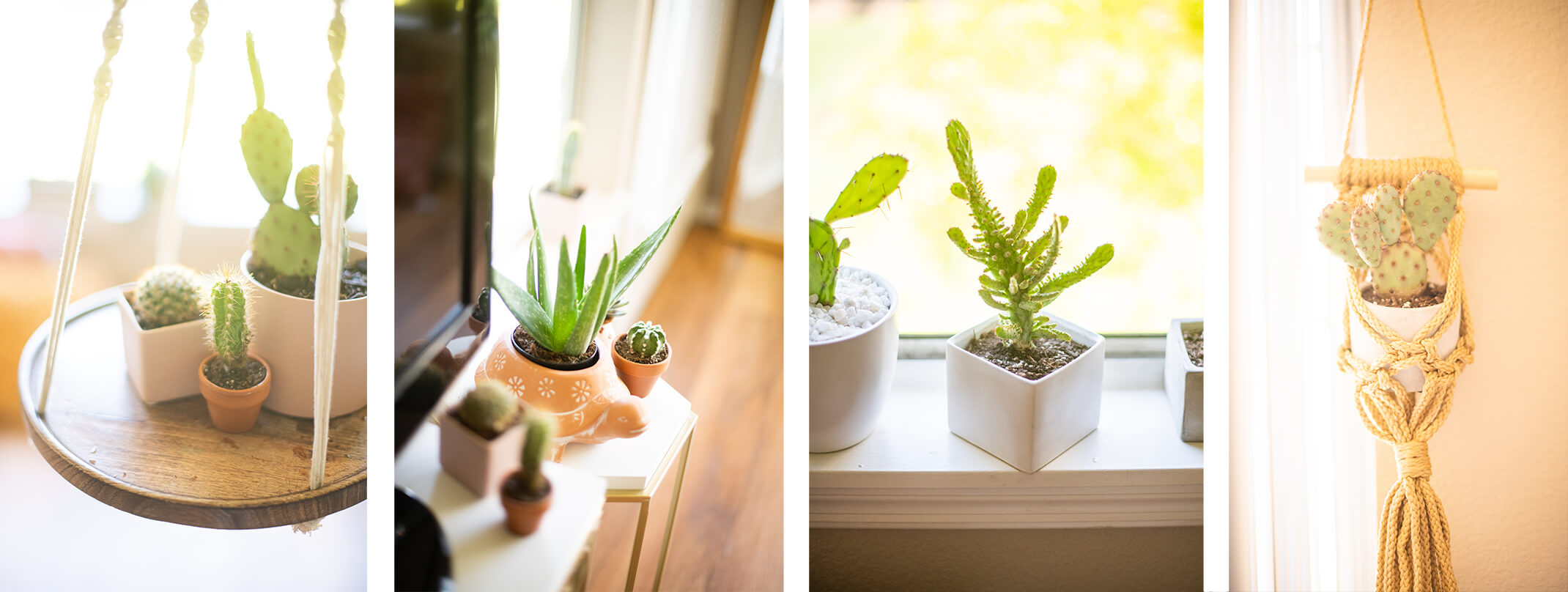4 images - each with various cactus plants potted and displayed indoors. The second image from the left includes a potted aloe plant.