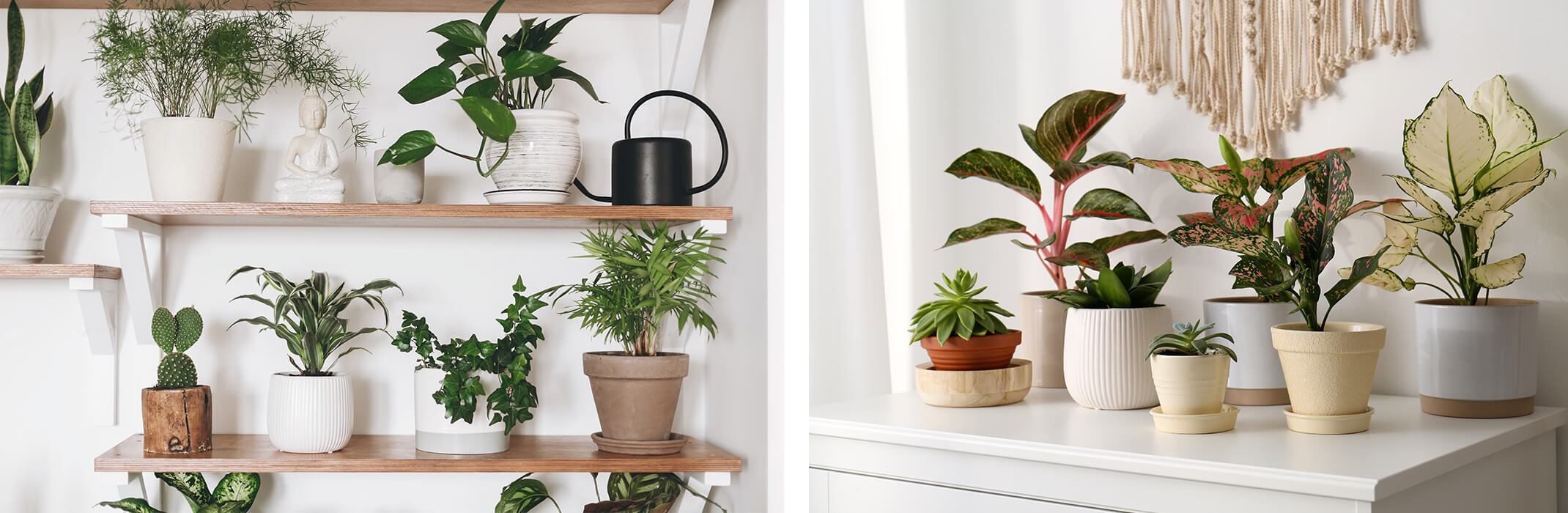 2 images: wooden shelves with a variety of potted houseplants, and a white dresser with a variety of potted houseplants on it and a cream macrame wall hanging in the background