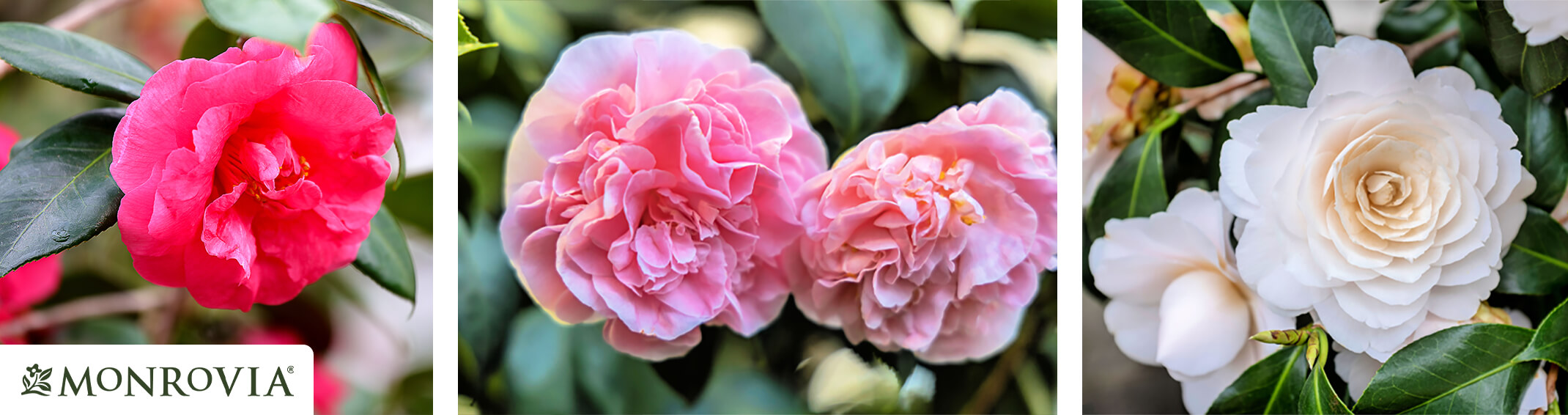 3 images: a bright pink camellia with the Monrovia logo on it, 2 light pink camellias, and 2 white camelias
