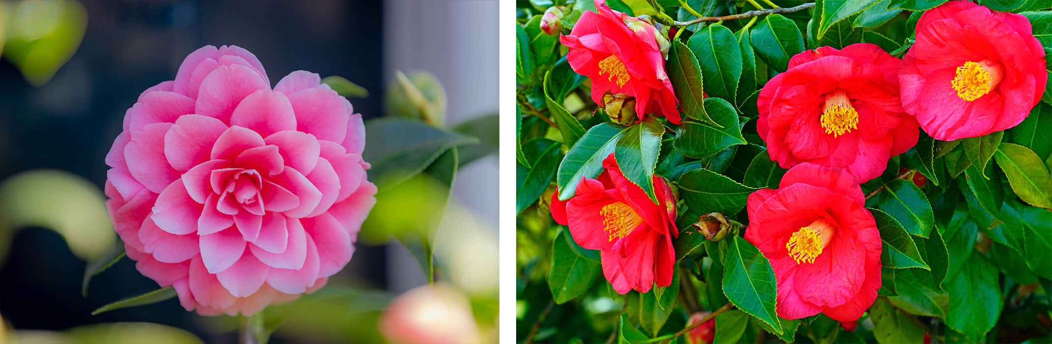 2 images: a closeup of a light pink camellia japonica in the garden and a bright hot pink camellia bush with many flowers in bloom