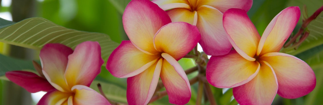 Closeup of pink yellow and white plumeria flowers with leaves and blurred green background