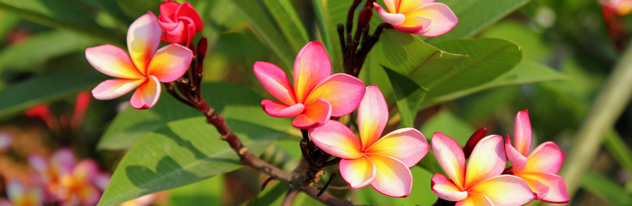 Pink and Yellow Plumeria Bush
