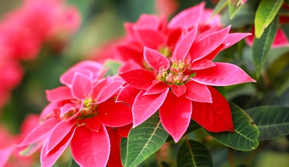 Red holiday poinsettia up close with supplemental poinsettias in background in blur