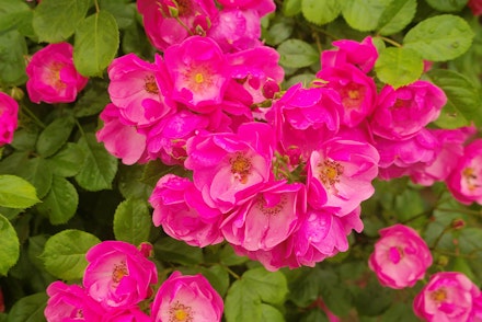 Rosa Angela Hybrid Floribunda Rose