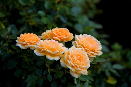 Yellow Grandiflora Rose Bush