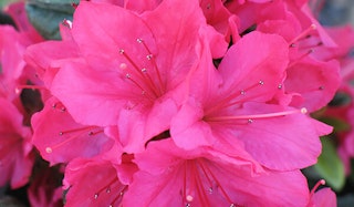 Blooming Sherwood Violet Azalea shrub