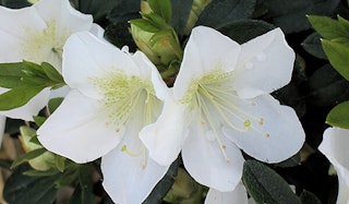 Blooming White Lace Azalea shrub