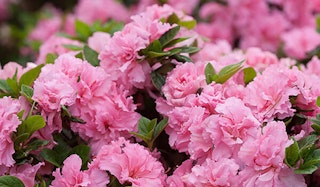 Blooming Bloom-A-Thon Pink Azalea shrub