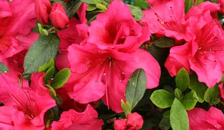 Blooming Bloom-A-Thon Red Azalea shrub