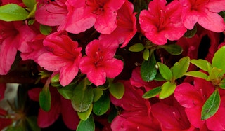 Blooming Coral Bells Azalea shrub