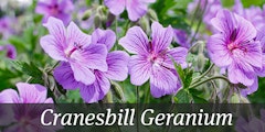 Cranesbill Geranium Blooms