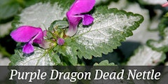 Purple Dragon Dead Nettle with purple blooms