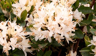 Blooming Fragrant Star Azalea shrub