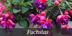 Fuchsias blooms