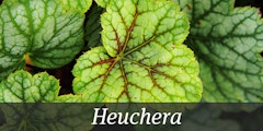Heuchera leaves