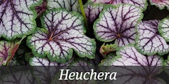 Green and purple heuchera