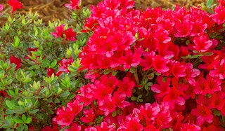 Blooming Hino Crimson Azalea shrub