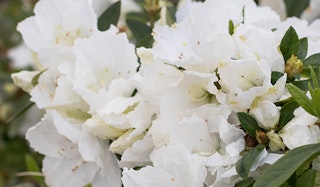 Blooming Alaska Azalea shrub