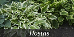 Hostas