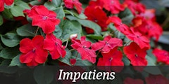 Blooming red impatiens