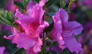 Blooming Phoenicia Azalea shrub