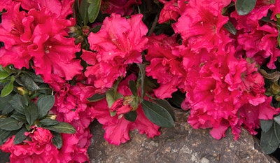 Blooming Red Ruffles Azalea shrub