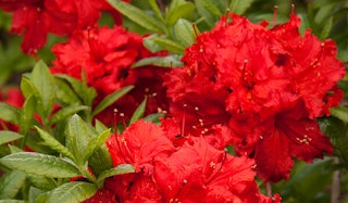 Blooming Red Sunset Azalea shrub