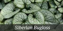 Siberian bugloss plant