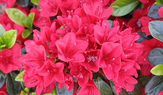 Blooming Wards Ruby Azalea shrub