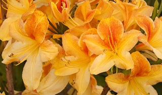 Blooming Golden Flare Azalea shrub