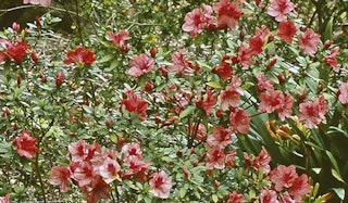 Duc de Rohan Azalea shrub