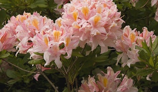 Blooming Dawn's Chorus Azalea shrub