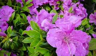 Autumn Lilac Encore Azalea shrub blooming