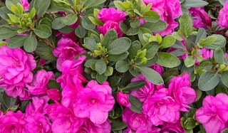 Blooming Happy Days Azalea shrub