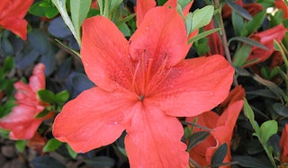 Blooming Orange Delight Azalea shrub