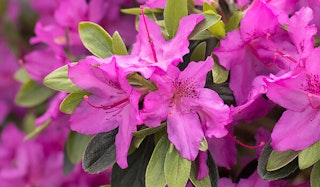 Blooming Southern Charm Azalea shrub